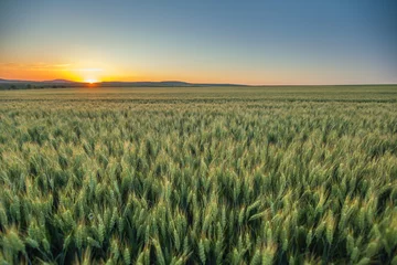 Deurstickers Sunset over wheat field © ValentinValkov