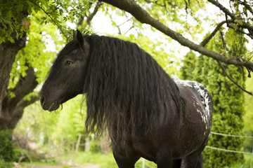 Noriker Kaltblut Hengst