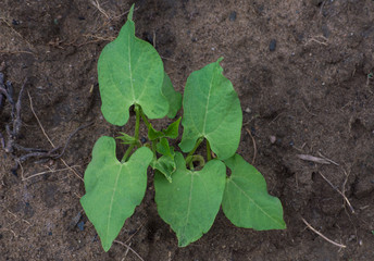 Young bean plant in the field