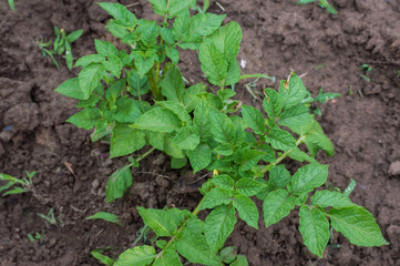 Potato plant in the field