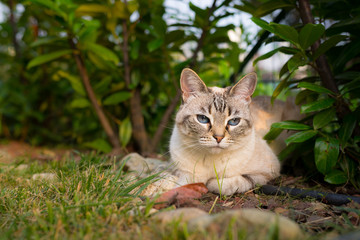 Naklejka na ściany i meble Cat lying down on the grass looking at camera