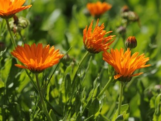 calendula 59