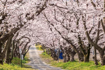 Papier Peint photo Fleur de cerisier Cherry Arch @ Takeo City, préfecture de Saga