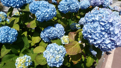 Hydrangea Hortensia Flower Background