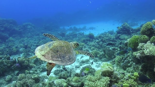 Turtle Swimming over Coral Reef, underwater scene
