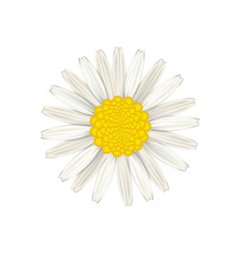 Camomile flower isolated on white background