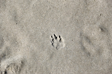 Footprint of dog in sand
