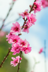 Fototapeta premium Wild himalayan cherry spring blossom.