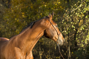 Warmblut Fuchs Wallach