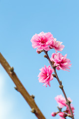 Wild himalayan cherry spring blossom.