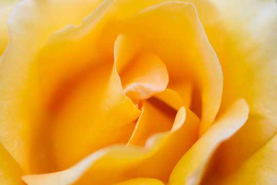 Macro of a yellow rose