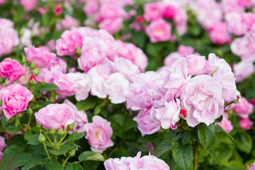 Fototapeta premium Macro of pink roses