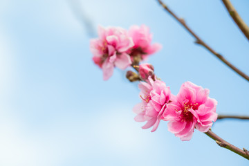 Obraz premium Wild himalayan cherry spring blossom.