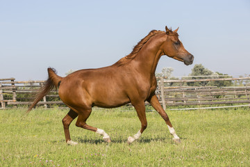 Fototapeta premium Vollblut Araber Fuchs