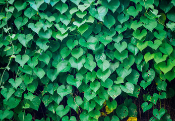 Heart shaped Leaves valentine's day background.