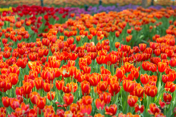 Beautiful tulips in the garden flowers.