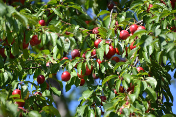 Ripe red cherry plum (Prunus cerasifera)