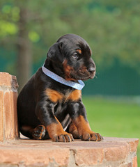 Dobermann puppy on green background