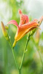 Obraz premium Gelbrote Taglilie / yellow daylily