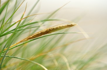 in the grass