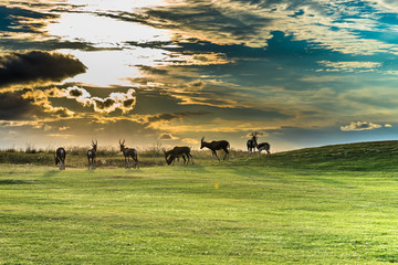 Antelope. South Africa
