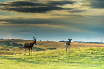 Naklejka premium Antelope. South Africa 