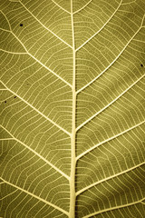leaf texture