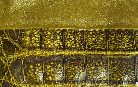 Alligator leather