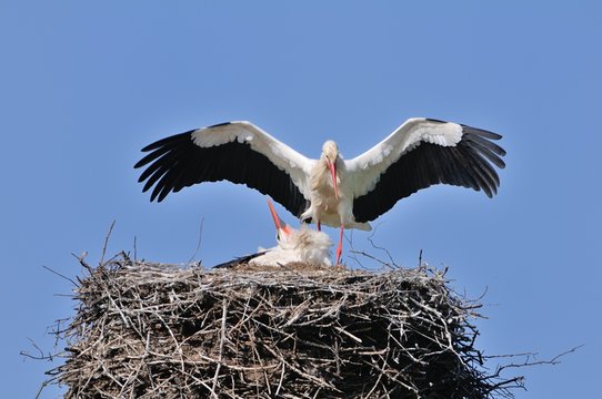 Storks in the nest