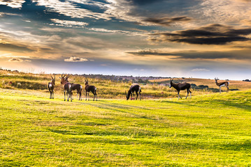 Antelope. South Africa
