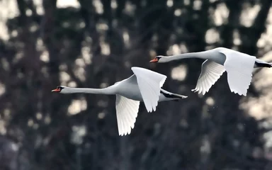 Selbstklebende Fototapete Schwan Swans in Flight