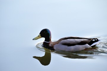 Mallard