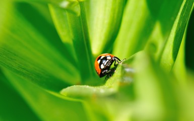 ladybird