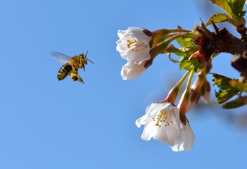 Bee in Flight