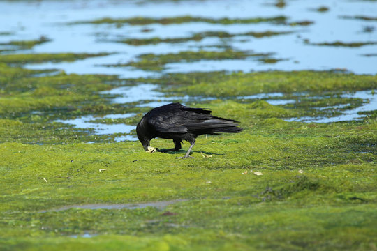 Raven on sea shore eating a crab