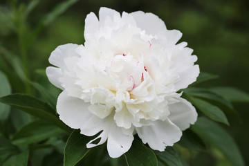 Peony in flower garden