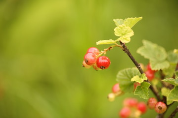 red currants in the garden