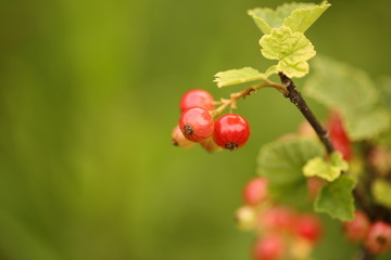 red currants in the garden