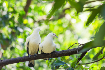 White birds perched on branches.
