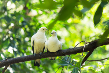 White birds perched on branches.