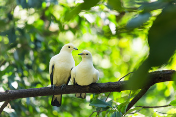White birds perched on branches.