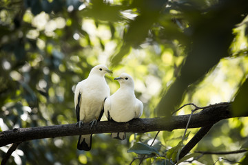 White birds perched on branches.