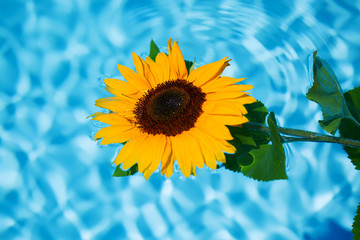 Sonnenblume im Wasser