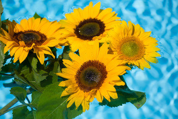 Sonnenblumen im Wasser