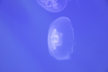 small jellyfish closeup