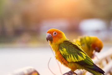 Colorful parrot standing.