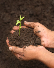 Tender medicinal neem plant