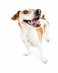 Happy good-humoured dog debonair and cheerful looking