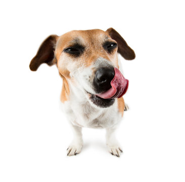 dog licks his lips with relish