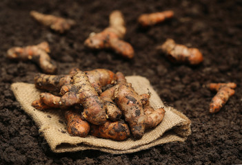 Newly harvested Turmeric